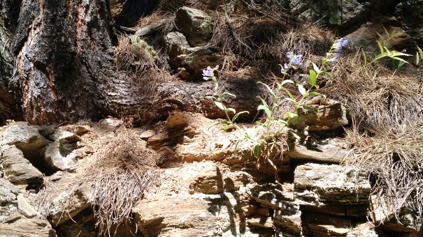 Tenacious Little Flowers